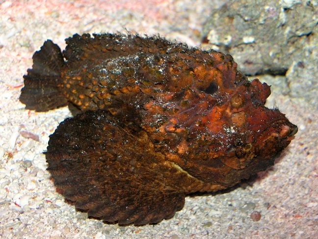 stonefish.jpg